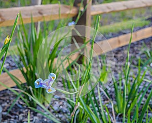 White and Blue Iris in Nocatee, Florida, Ã¢â¬Å½Asparagales, Ã¢â¬Å½Iridaceae, Ã¢â¬Å½Plantae, Florida. photo